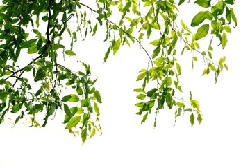 Fototapety  Tropikalne liście drzew z gałęziami na białym tle na tle zielonych liści