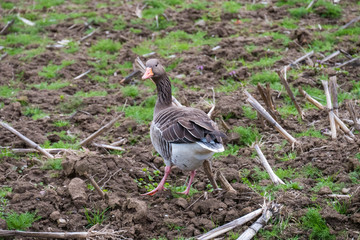 Gans auf Feld