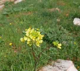 Sinapis arvensis. small yellow flowers of field mustard on the meadow in spring