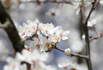 Biene auf Mirabellenblüte