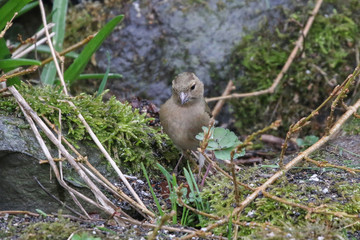 Sparrow