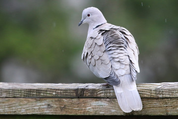 Collared Dove