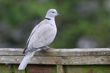 Collared Dove