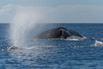 Fototapeta premium Humpback whale blowing or spouting.
