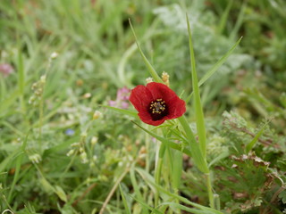 red poppy blossoming in spring. blossoming poppy flower on the background of green grass.  Papáver rhoéas