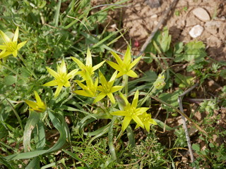 yellow flowers in the garden. Goose onions yellow. 