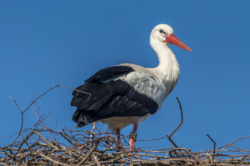 Fototapeta premium storch