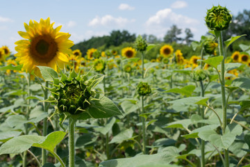 Blooming sunflowers against the backdrop of a cloudy summer sky. Agricultura Ukraine. Space for text. Copy space.