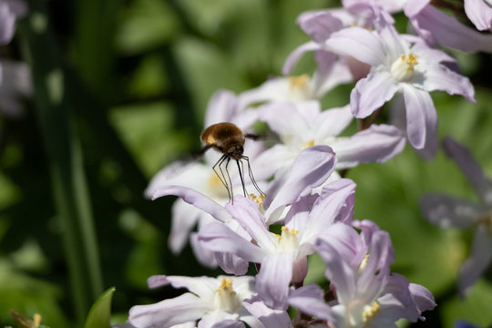 Wollschweber am Schneeglanz Chionodoxa forbesii