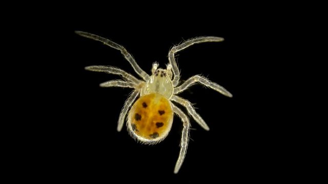 spider Araneae type Arthropoda, under a microscope