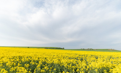 Field of yellow flowers under blue cloudy sky