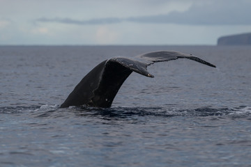 Naklejka premium Humpback whale tail fluke.