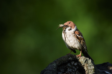 Tree sparrow, Passer montanus, single bird feeds the young by insects. Wildlife scene from nature...