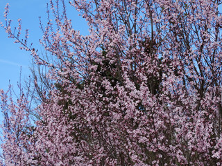 rosablühende Kirschblüte im April