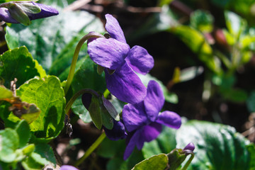 Viola odorata wood violet