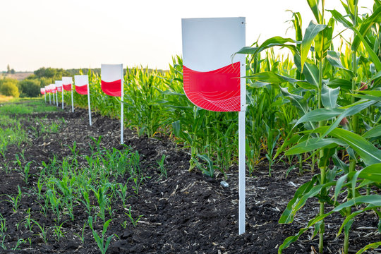A blank sign at the edge of the field to indicate the variety of cultivated corn. Agriculture Ukraine. Space for text. Copy space.
