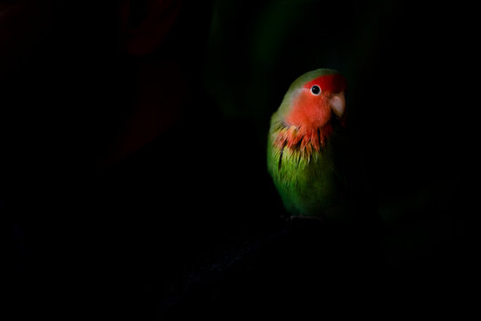 pappagallino inseparabile nel buio