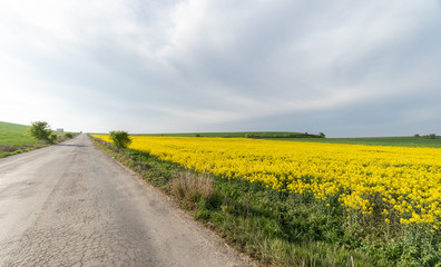 Road running next to a beautiful field of yellow flowers