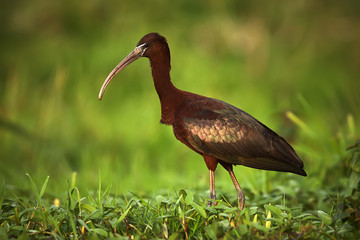 Glossy Ibis (Plegado falcinellus) in beautiful light. Bird in natural habitat. Wildlife scene from Danube delta, Romania.