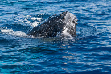 Humpback whale spyhopping.