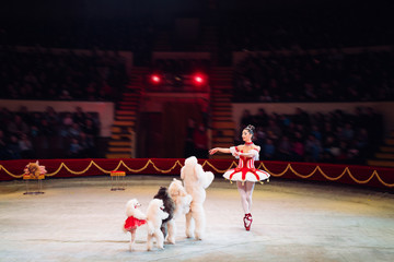 Dogs Performance  in the Circus.