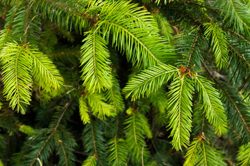 Closeup of douglas fir (Pseudotsuga menziesii) evergreen branches and needles