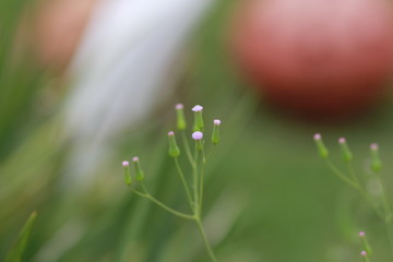 grass with dew drops