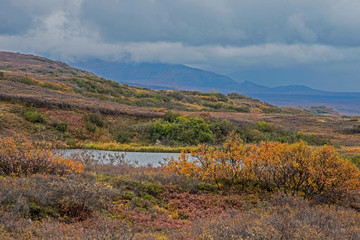 Small kettle pond surrounded with fall colors in Denali National Park.