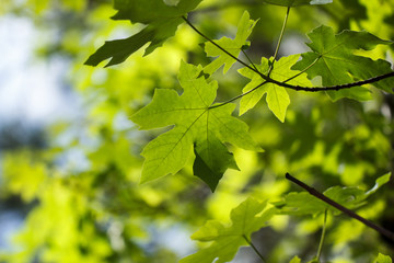 Fototapeta na wymiar Bright green bigleaf maple (Acer macrophyllum) leaf background