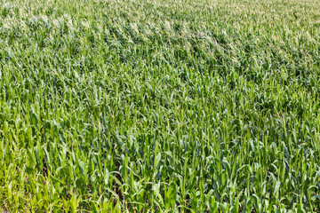 young corn field background