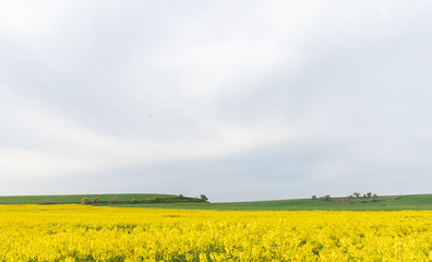 Field of yellow flowers under blue cloudy sky