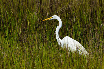 Carolina White Herron 