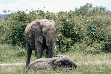 Obraz premium Portrait elephant in Tarangire