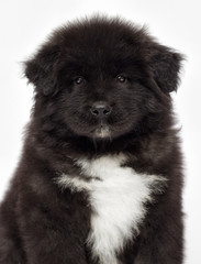 American Akita puppy looking on a white background