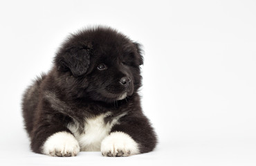 American Akita puppy looking on a white background