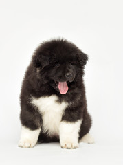 Obraz premium American Akita puppy looking on a white background
