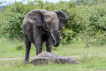 Obraz premium Portrait elephant in Tarangire