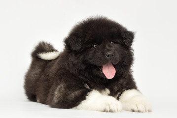 American Akita puppy looking on a white background