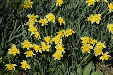 Blooming buds of daffodils in flower bed.