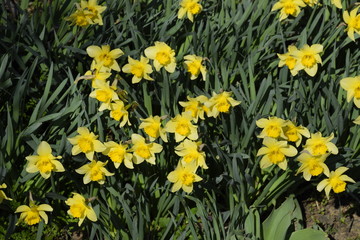 Obraz premium Blooming buds of daffodils in flower bed.
