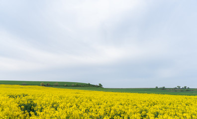 Field of yellow flowers under blue cloudy sky