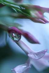 Dew Drop