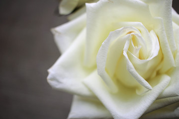 White Rose