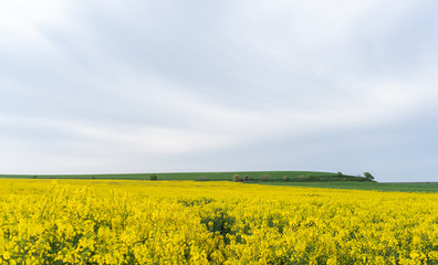 Obraz premium Field of yellow flowers under blue cloudy sky