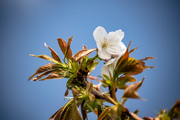 cherry tree blossom