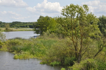 river in the forest