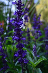 Flowers in the garden