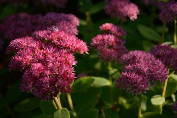 Flowers in the garden