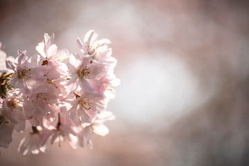 cherry tree blossom