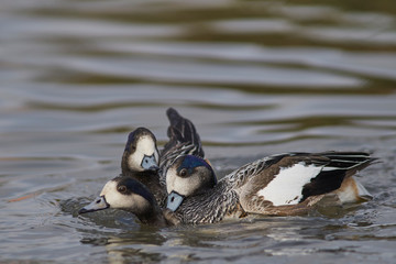 Chiloe Wigeon (Mareca sibilatrix) fighting on a pond at Slimbridge in Gloucestershire, United Kingdom